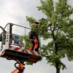 Tampa Quality Tree Service: Nurturing Tampa Bay’s Urban Canopy with Excellence